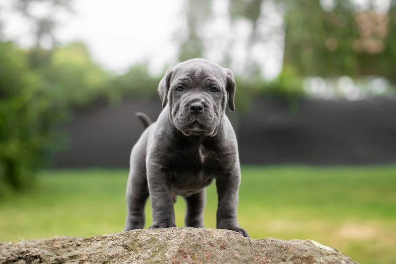 Chiot devant un rocher