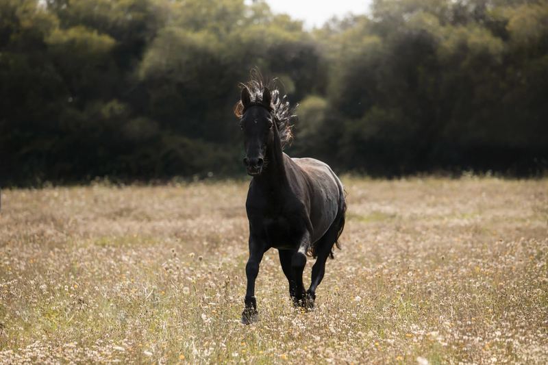 Cheval noir au galop dans un champ de fleurs sauvages