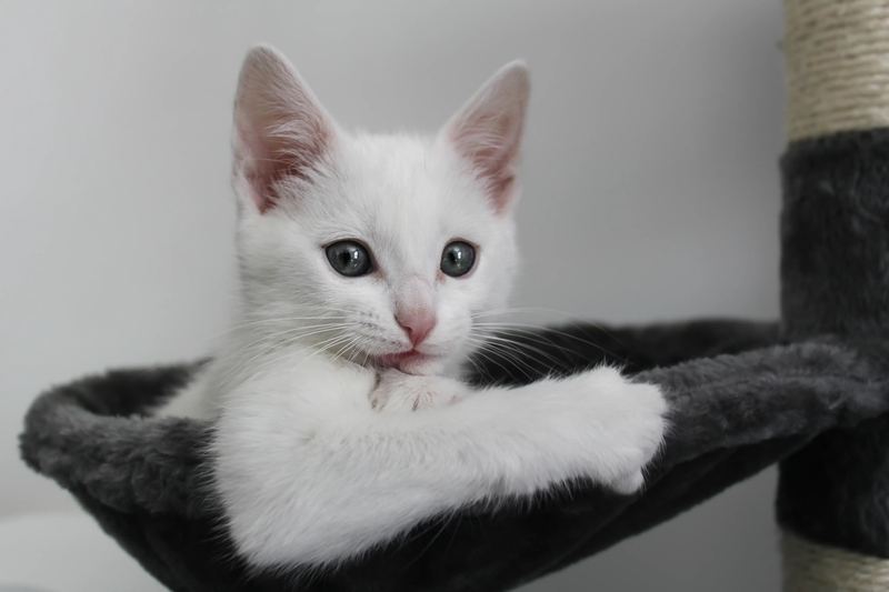Chaton blanc sur un arbre à chat