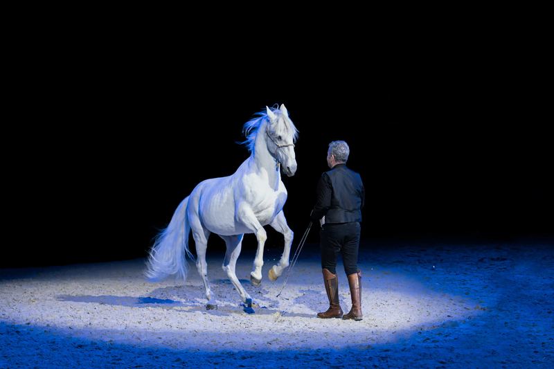 Cheval blanc en représentation
