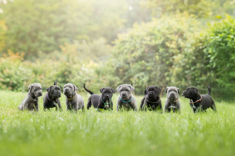 Portée de chiots dans l'herbe