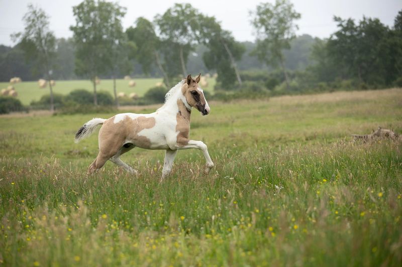 Poulain pie au galop dans un pré