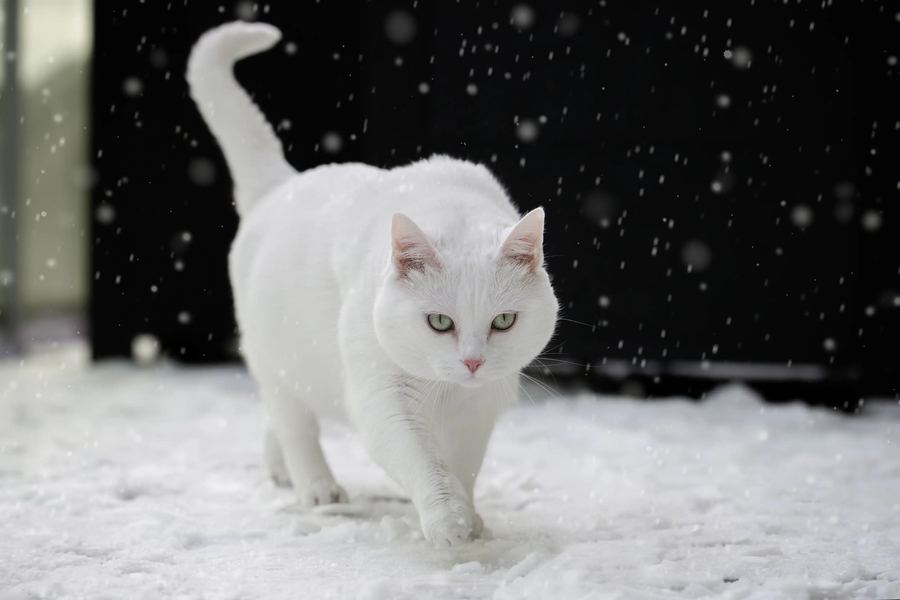 Chat blanc dans la neige