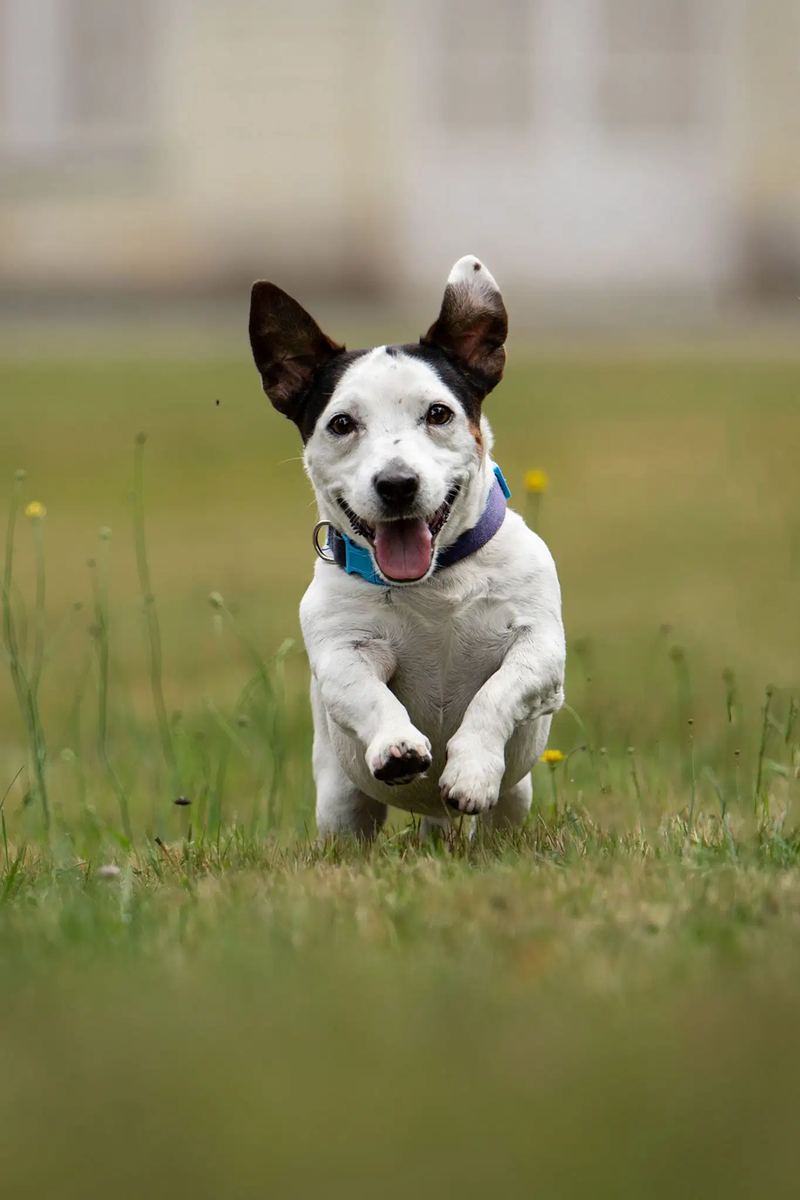 Jack russell courant dans l'herbe