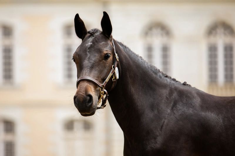 Portrait rapproché d'un cheval devant un château