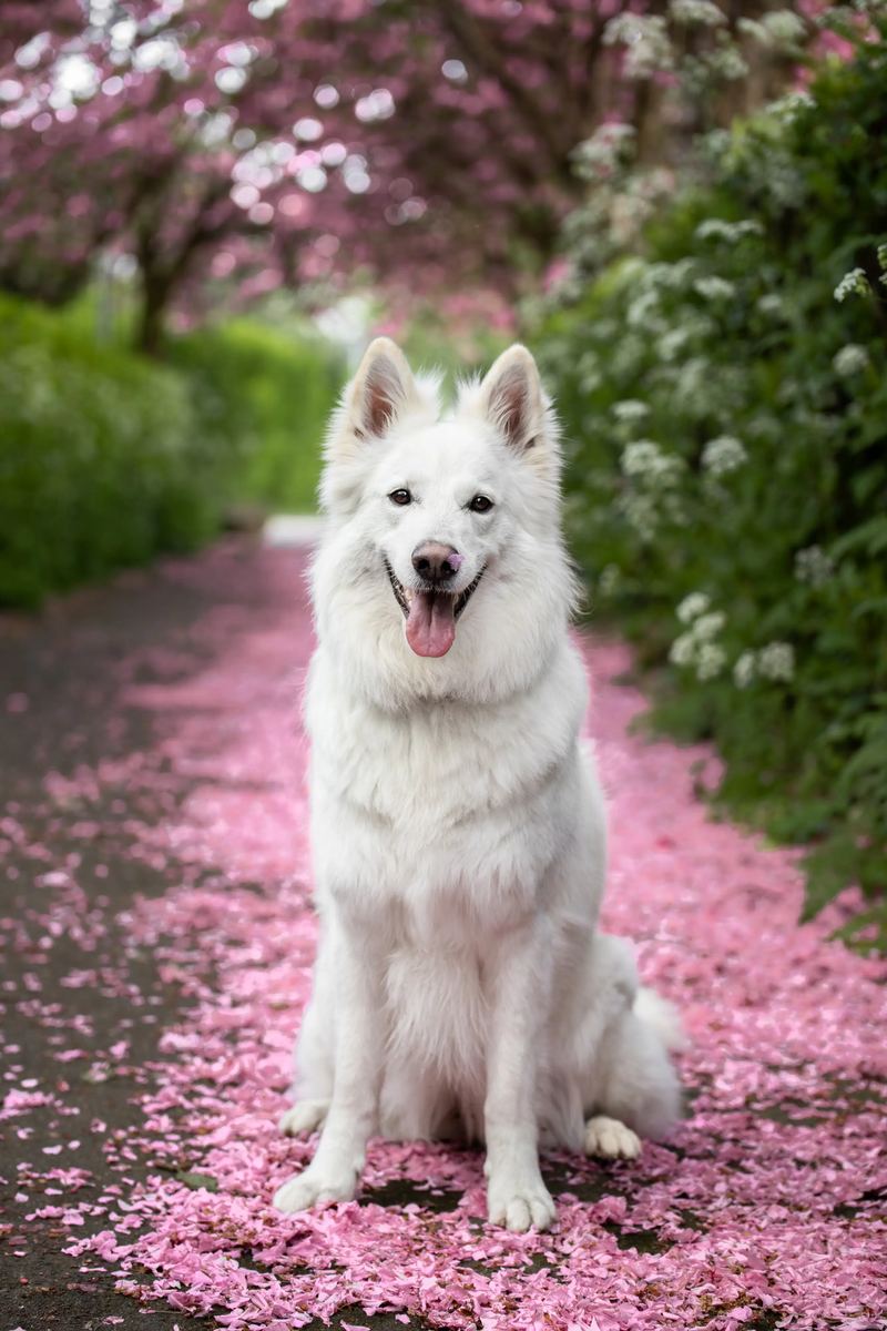 Chien blanc assis sous les cerisiers en fleurs
