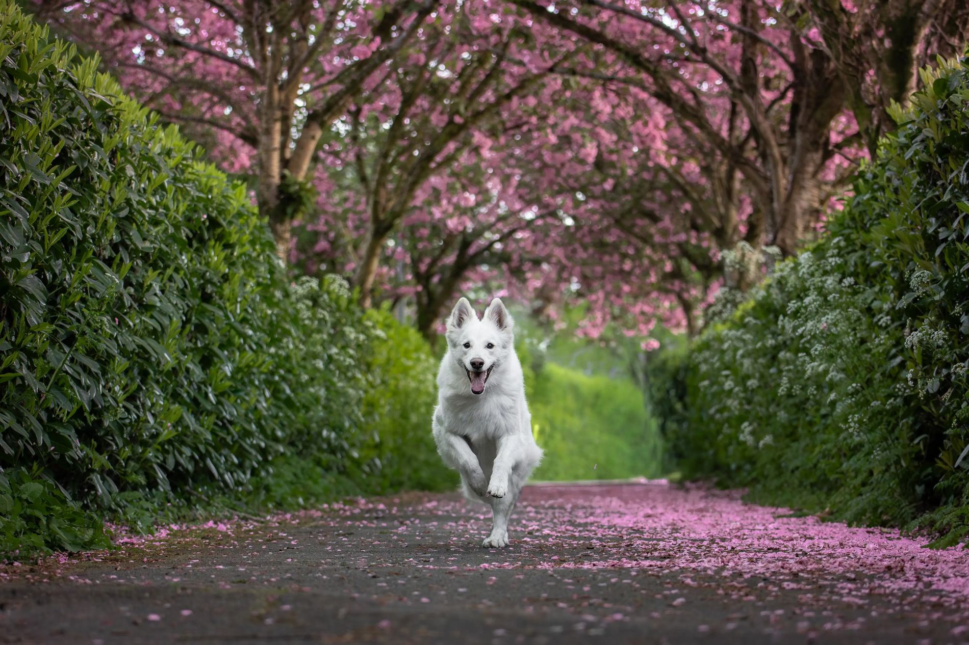 Chien blanc courant sous les cerisiers en fleurs