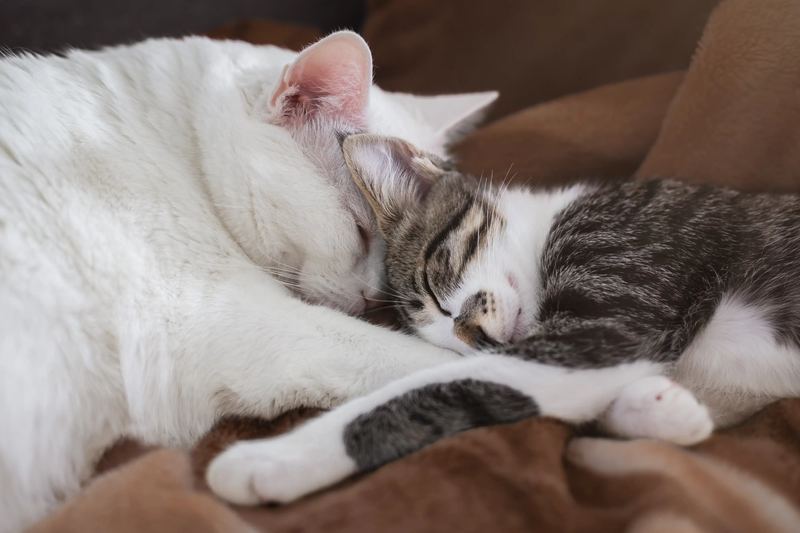 Deux chats endormis l'un contre l'autre