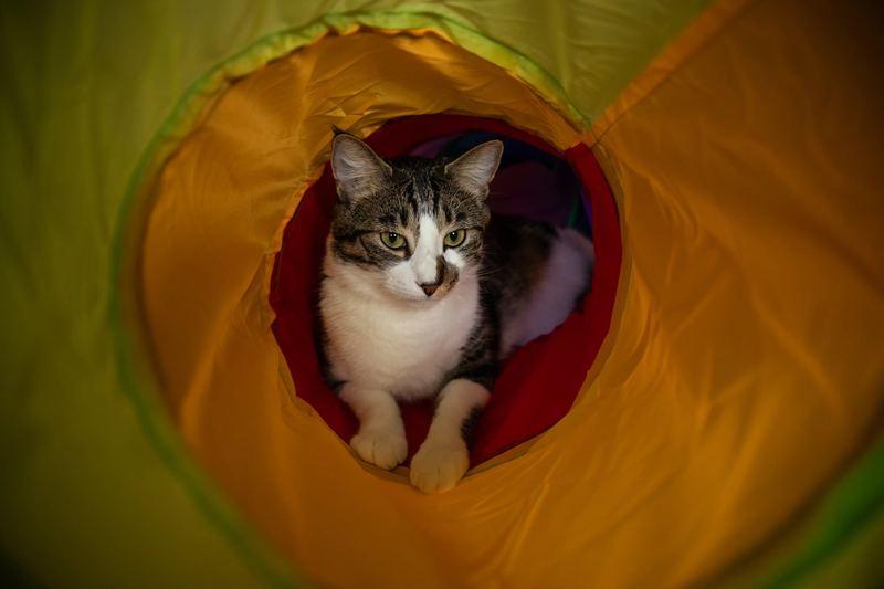 Chat tigré dans un tunnel de jeu