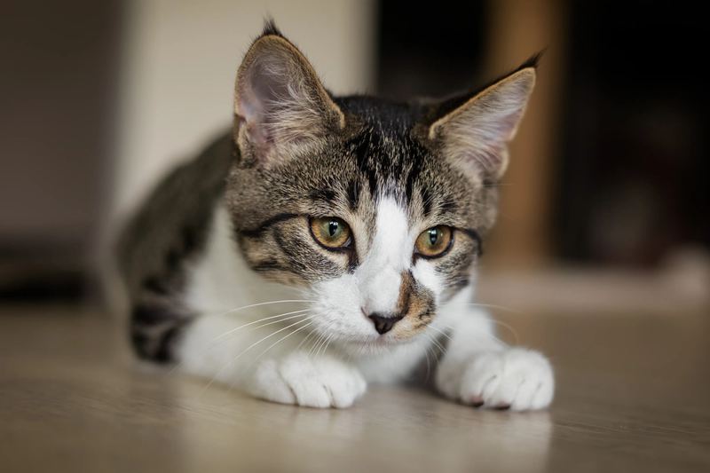 Portrait rapproché d'un chat tigré et blanc