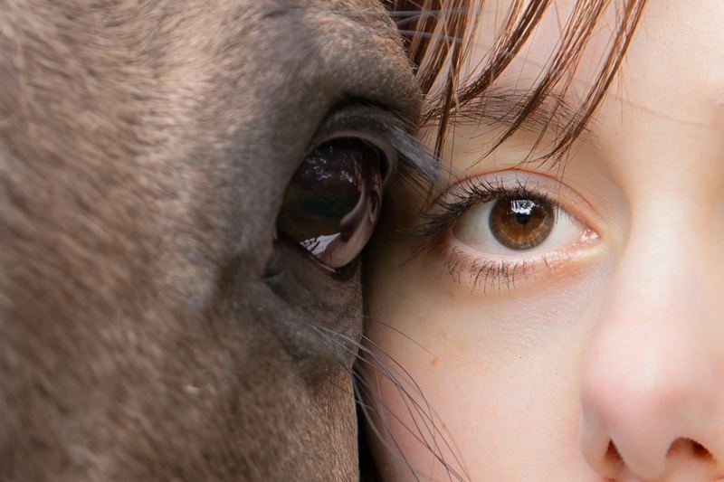Regard croisé entre un cheval et une femme