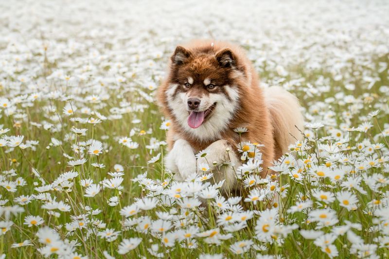 Chien de race Finnish Lapphund dans un champ de marguerites
