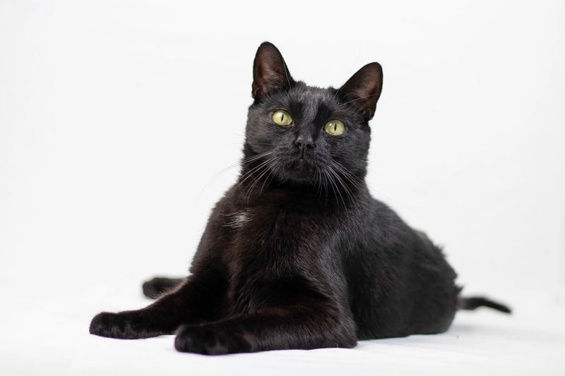 Portrait d'un chat noir aux yeux jaunes