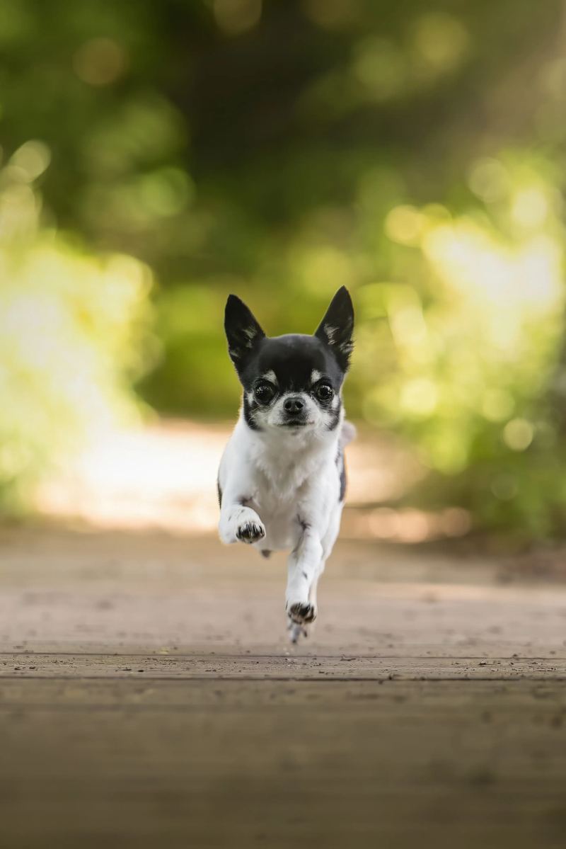 Petit chien noir et blanc courant
