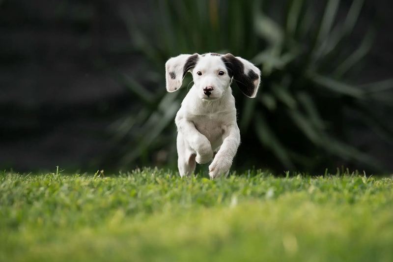 Chiot noir et blanc courant dans l'herbe