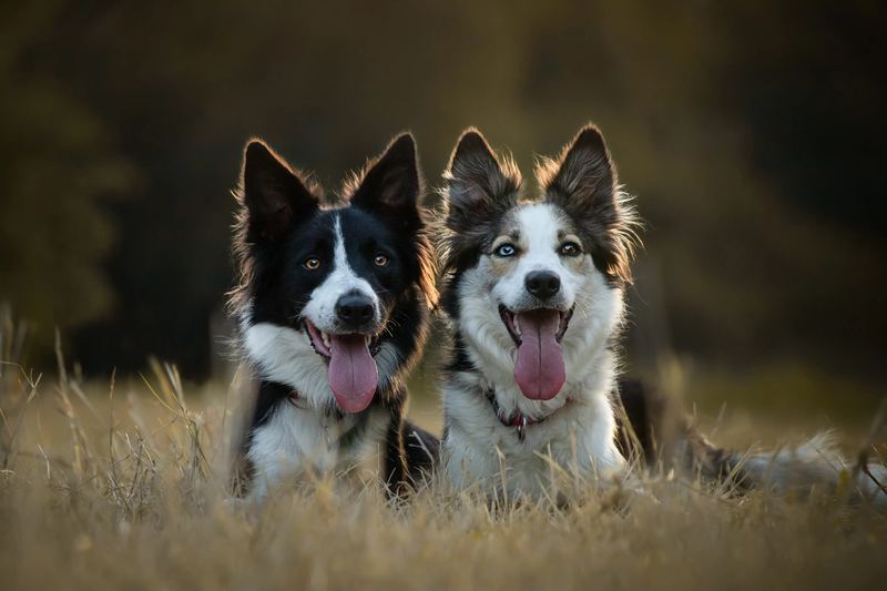 Deux border collies aux yeux vairons
