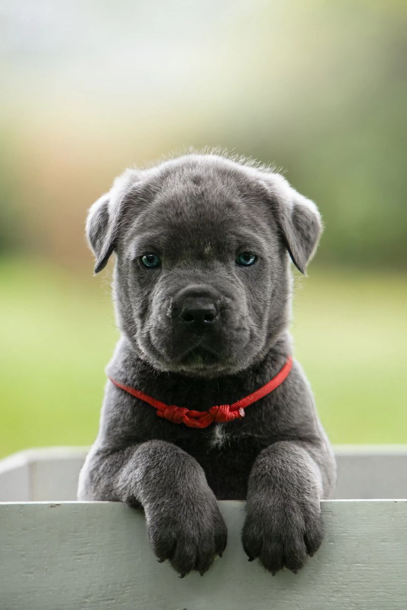 Chiot posant ses pattes sur une barrière