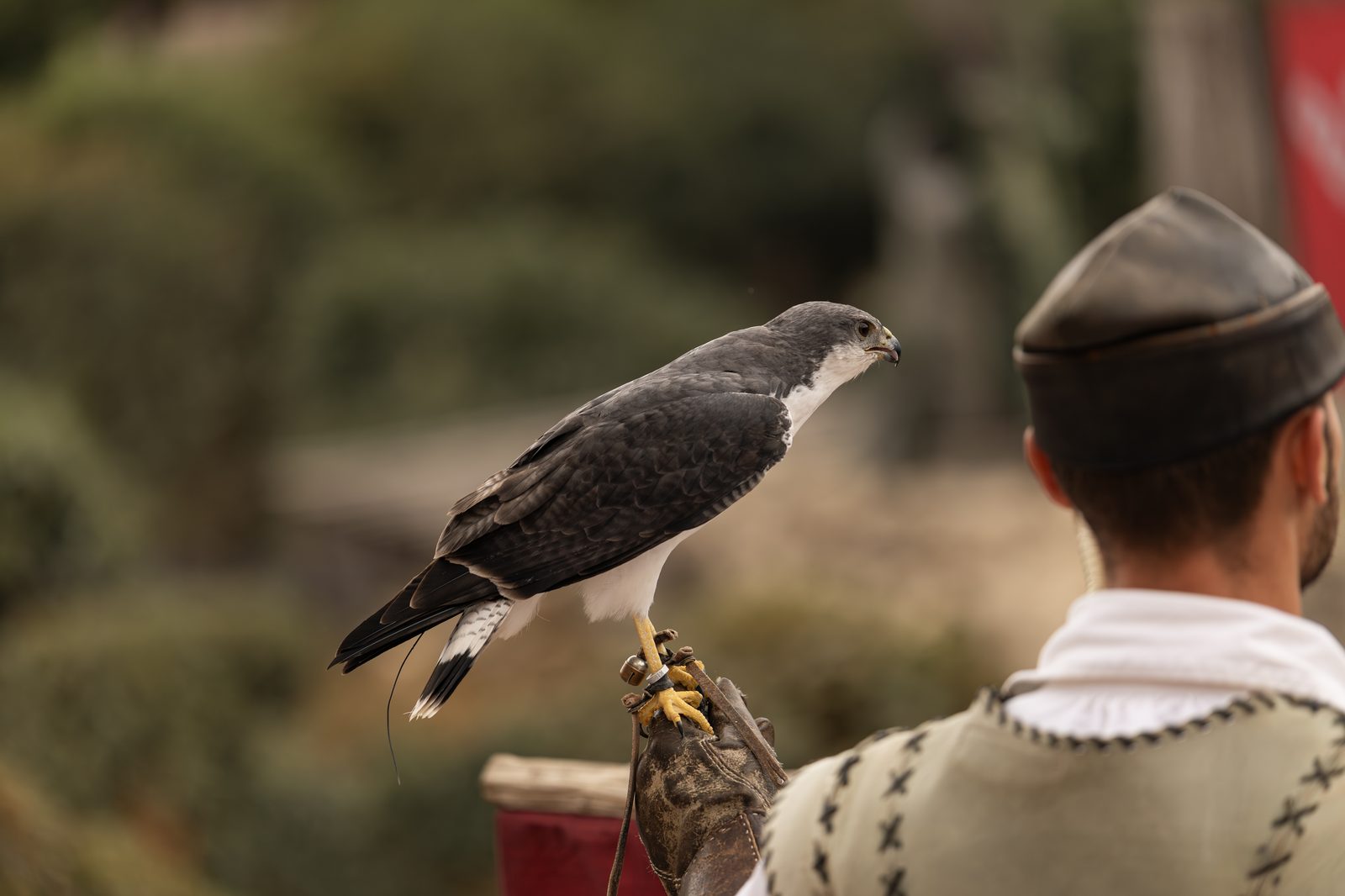Rapace posé sur le gant d'un fauconnier
